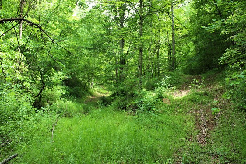 012 so many ways to go on these forest roads leading throughout