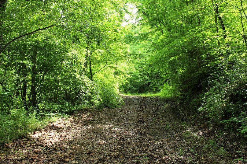 019 open forest trails leading up the bottom of the valley near the  middle of the property
