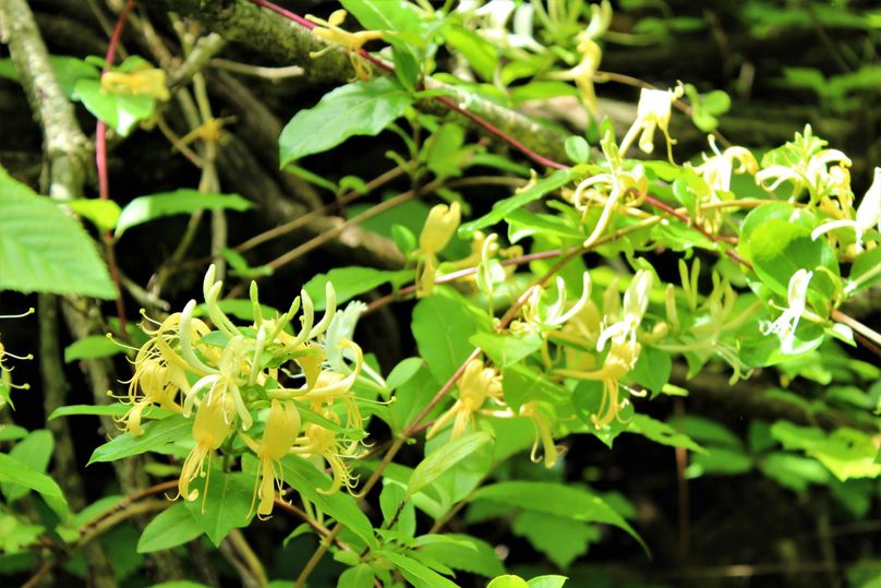 018 lush honeysuckle great for the pollinators