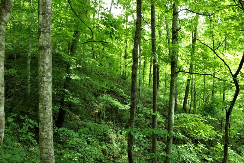 005 the forested hillside slopes just up out of the bottom of the valley