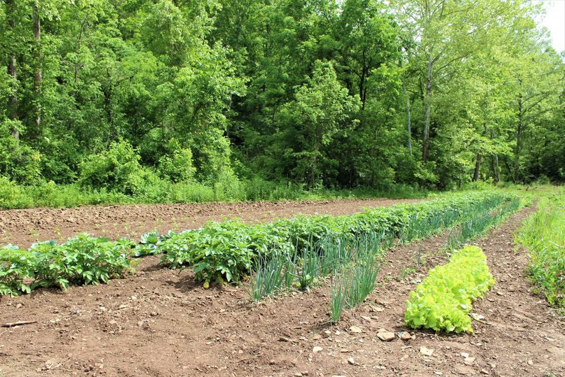 013 look at that lush garden!  Delicious vegtables
