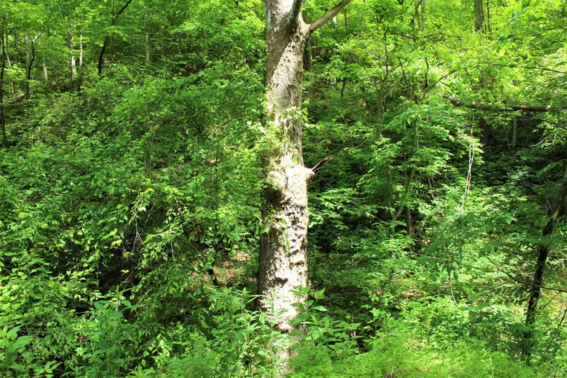 010 huge sycamore tree along the main stream