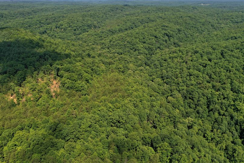 012 aerial drone shot showing the 2-3 acre section where selective timber harvest took place