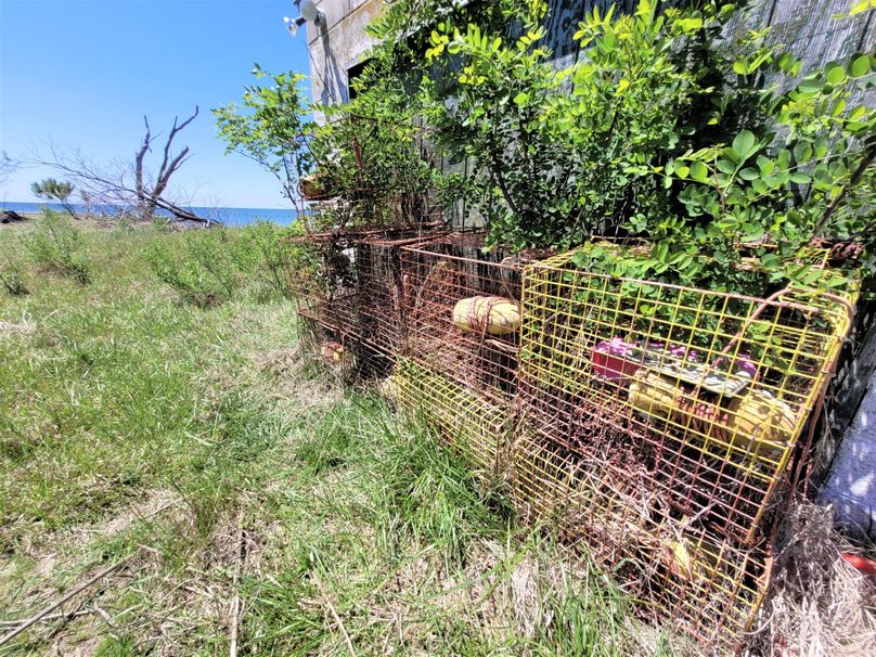 155ac_Crocheron_DORCHESTER_021