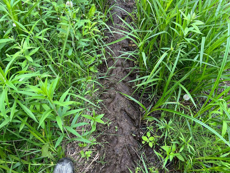 Dickinson_MI_220_Brown-03