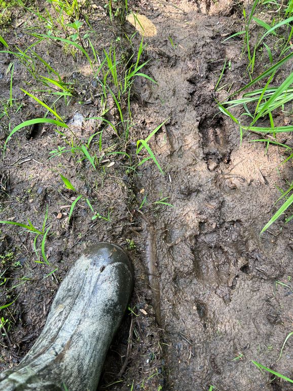 Dickinson_MI_220_Brown-08