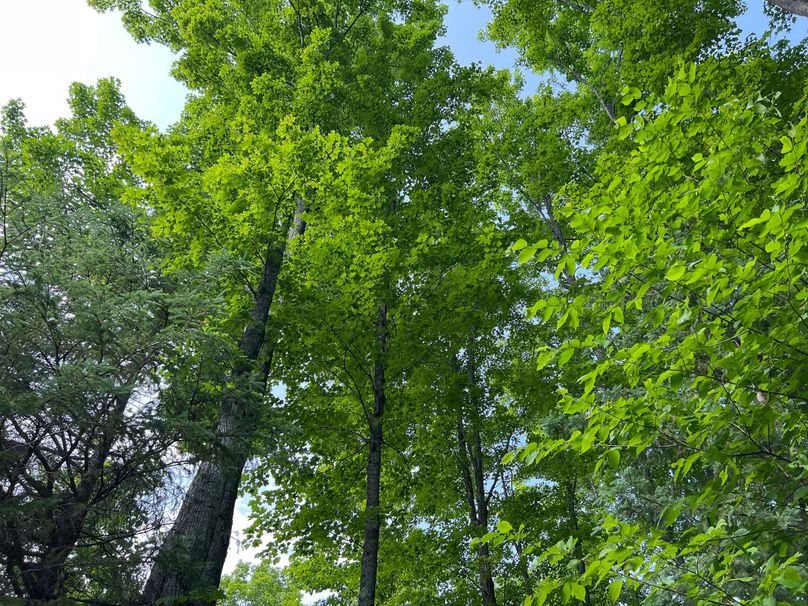 Dickinson_MI_220_Brown-14