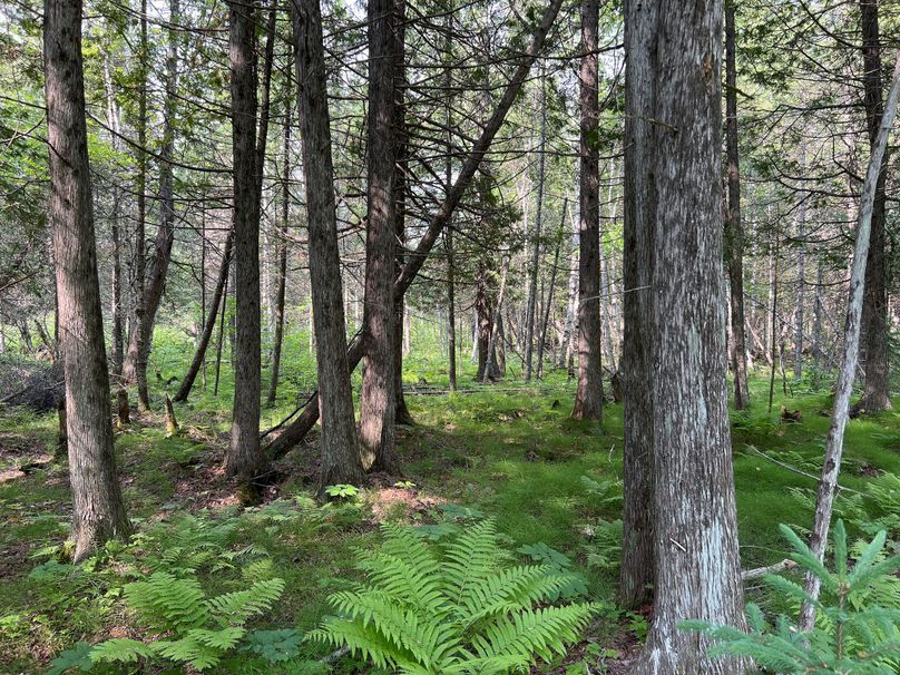 Dickinson_MI_220_Brown-12