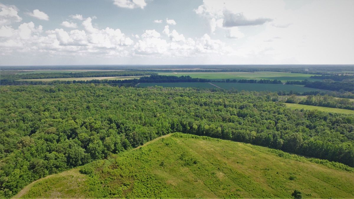Timber Bottomland Tract In Arkansas Whitetail Properties