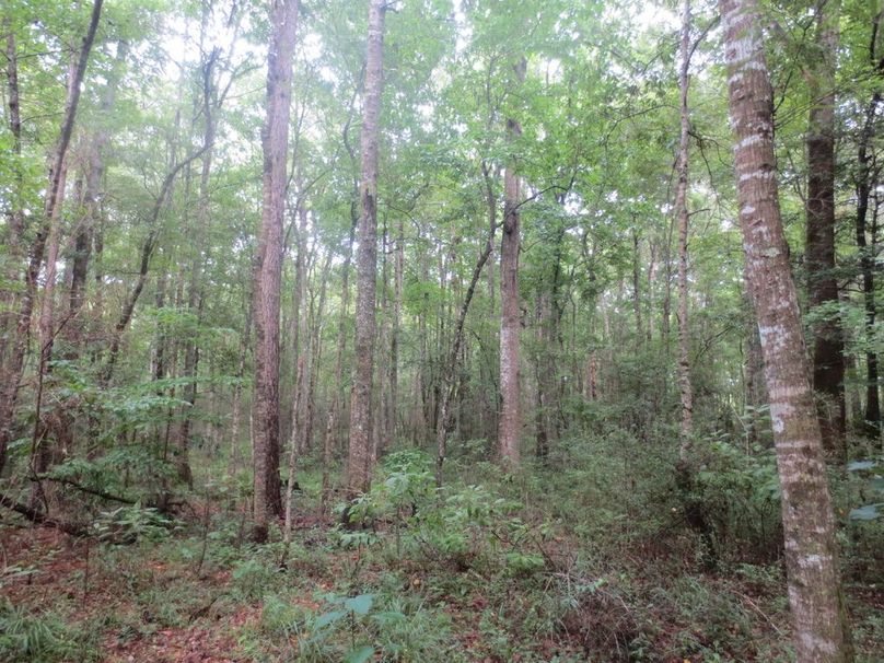 2DA5FFE8-264A-4B56-AF3F-4D8DEBC8D4B0_1_105_c