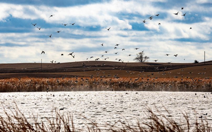 2. ducks near south portion of property