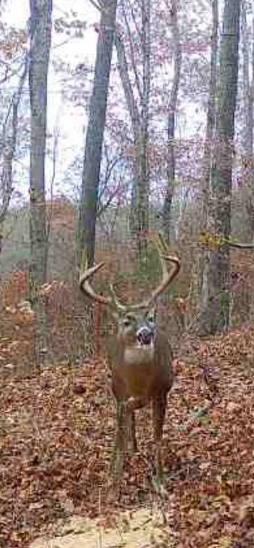 trailcam3