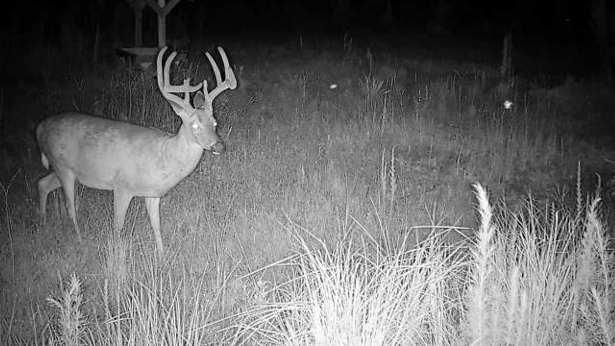 Excellent Hunting Tract With Timber Near Chauncey Whitetail Properties