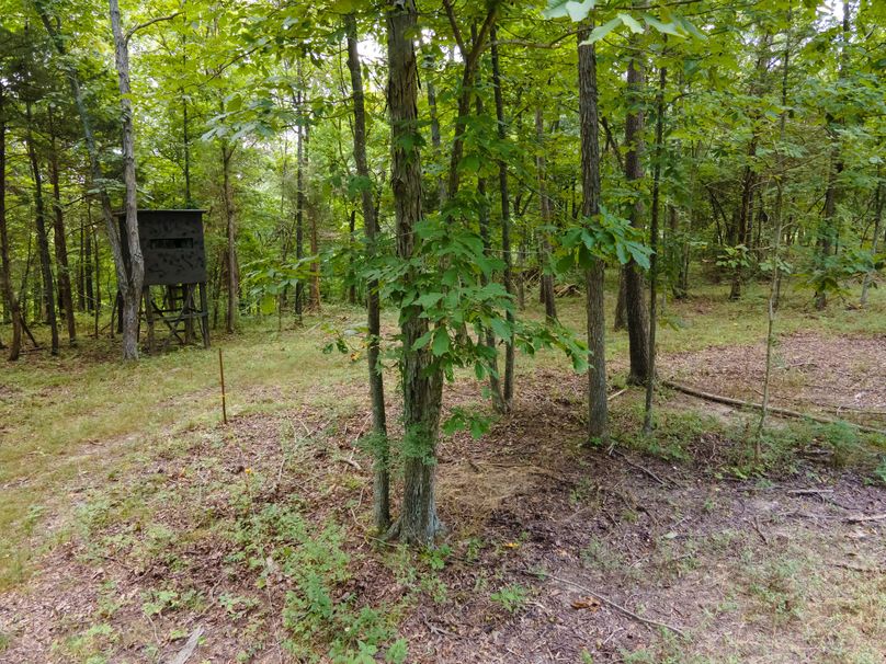 David St. Elizabeth 0057