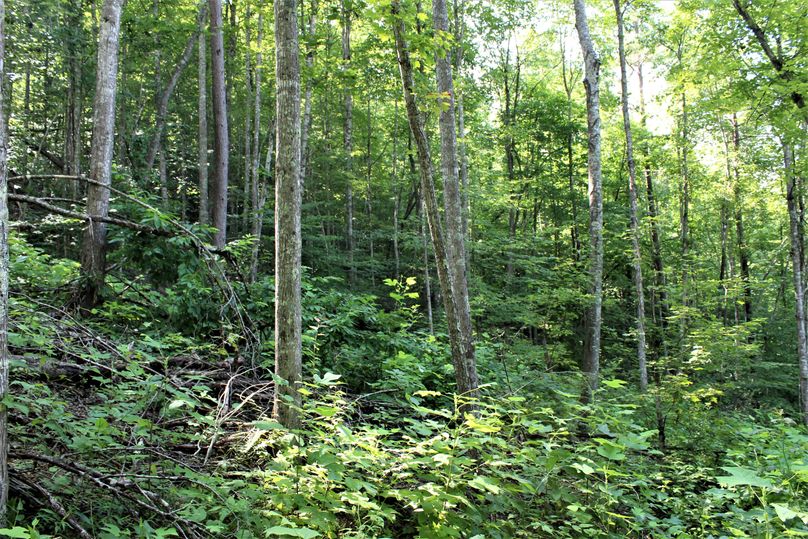 011 healthy new regrowth regenerating in the southwest area of the property