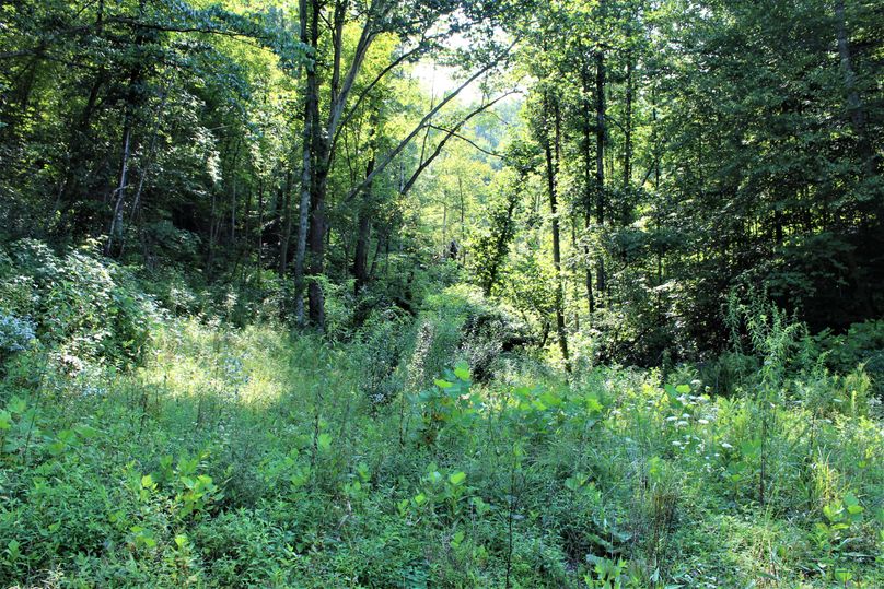 003 old field growth creating excellent wildlife habitat