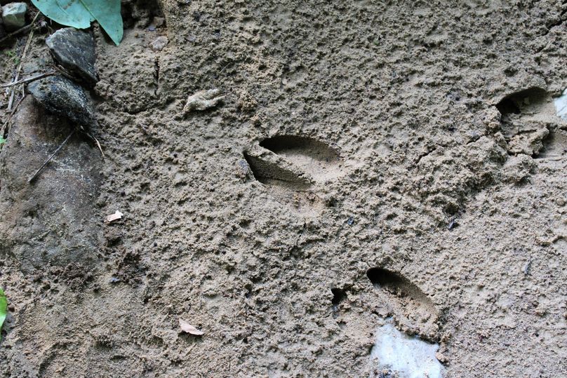 006 I believe we know what these are_