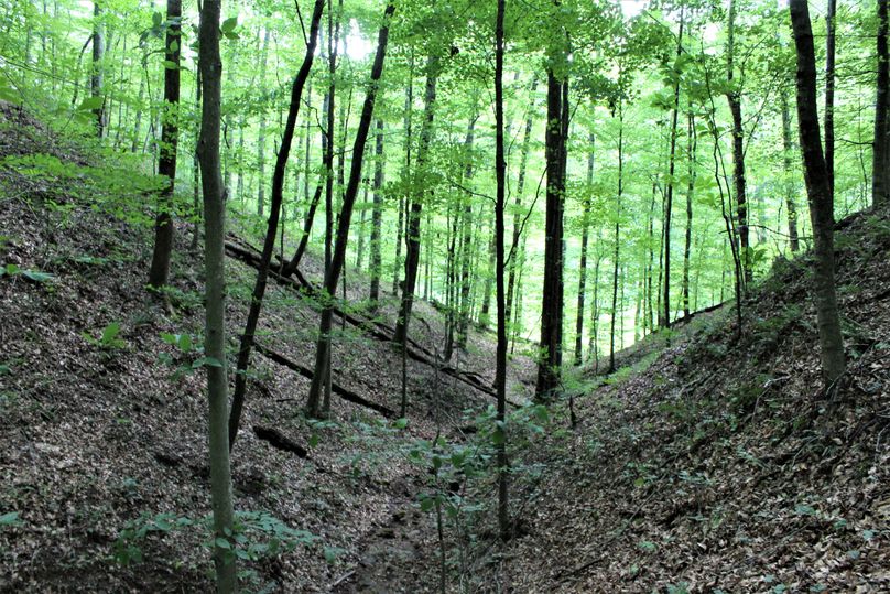 004 beautiful open understory secondary valley leading toward the road