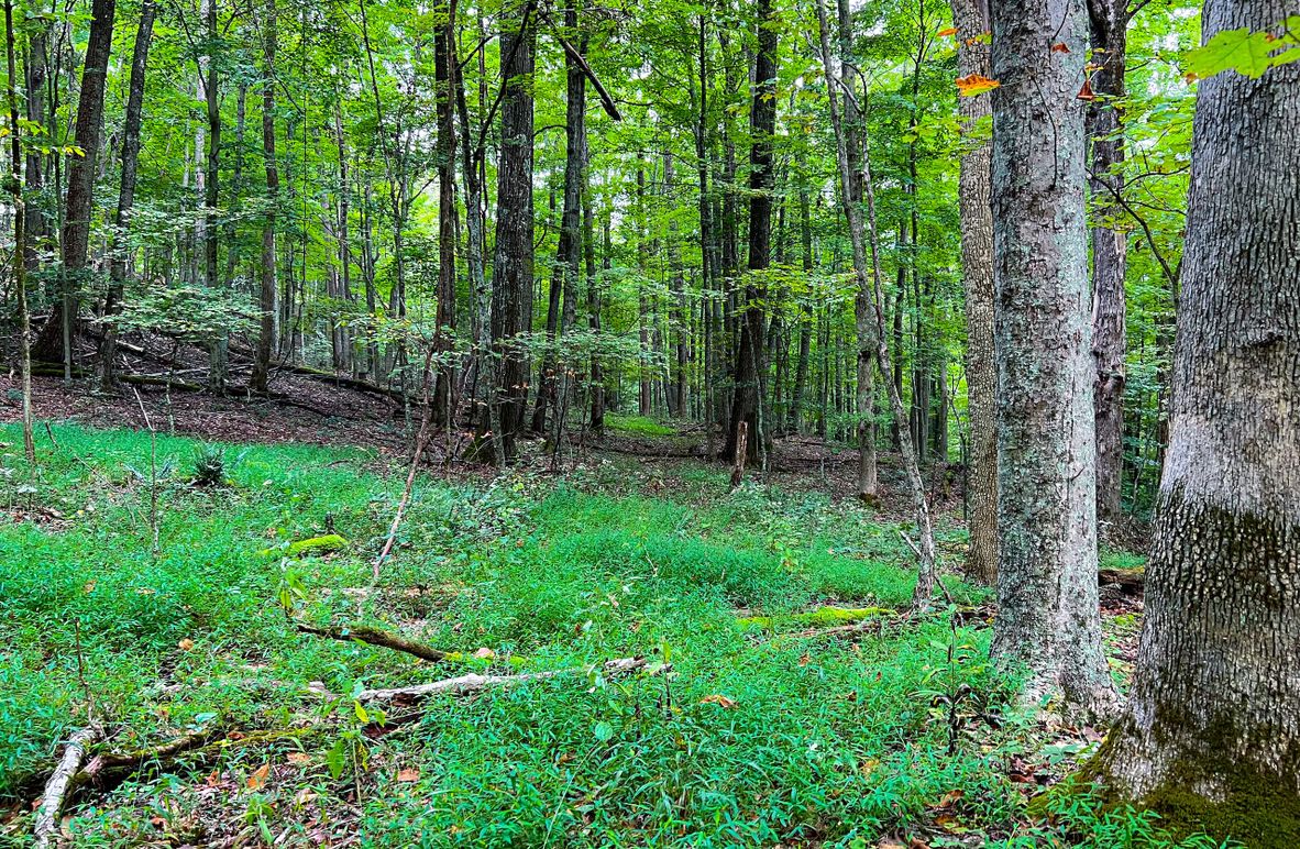 Ritchie,  WV 129.05 AC Wilson-05