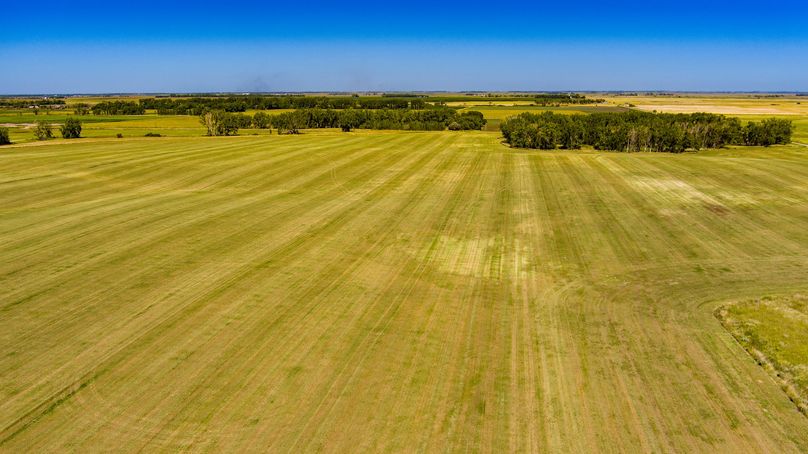 24. close view of alfalfa field