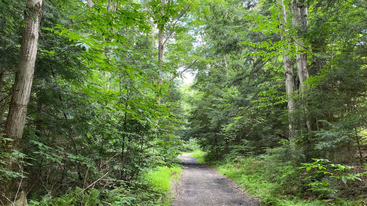 Unique Acreage Bordering State Forest Land Whitetail Properties