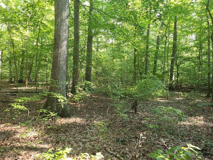 15ac_Ches_MillingtonRd_KENT_013