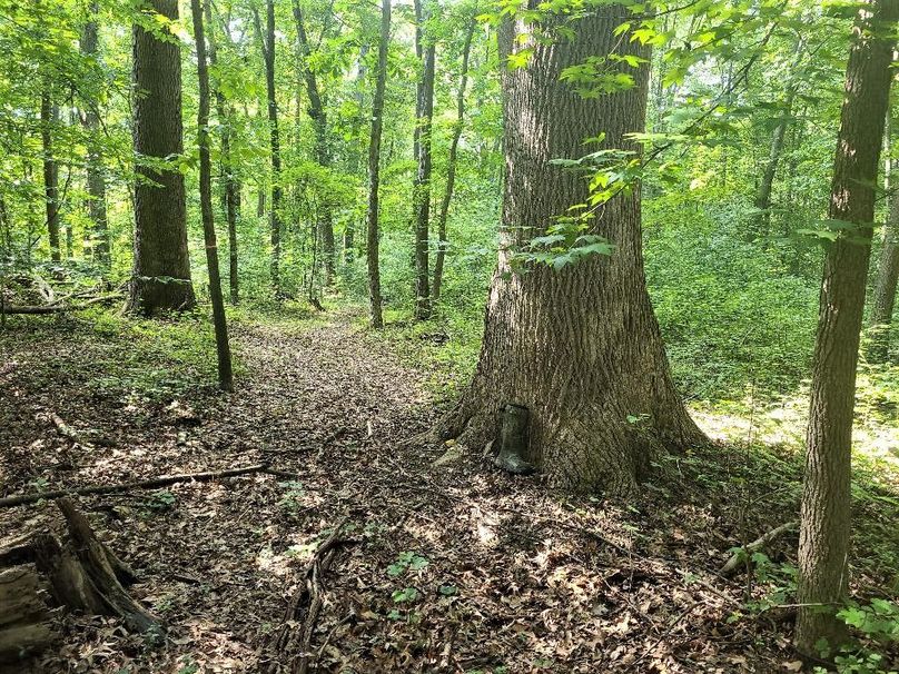 15ac_Ches_MillingtonRd_KENT_018