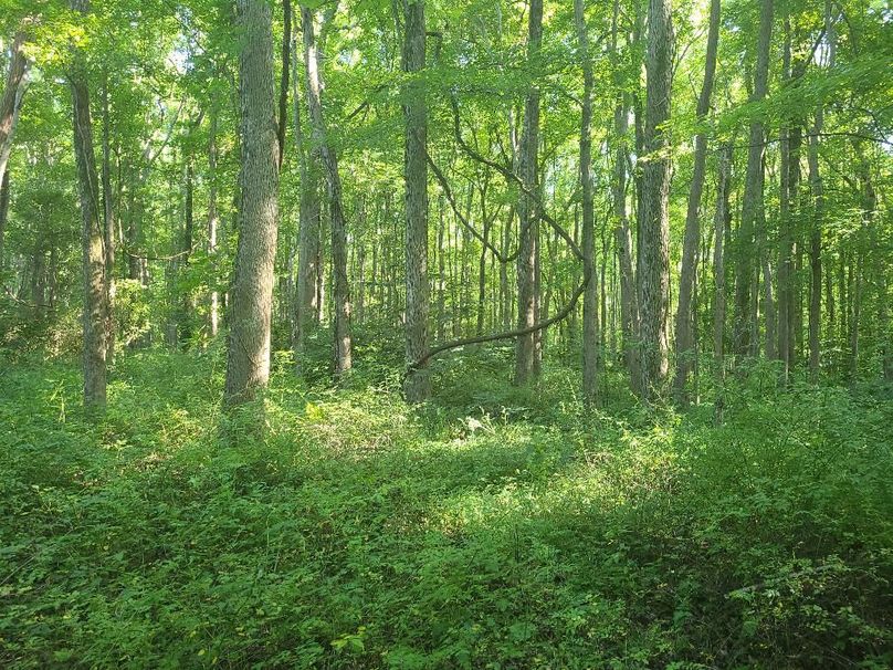 15ac_Ches_MillingtonRd_KENT_007