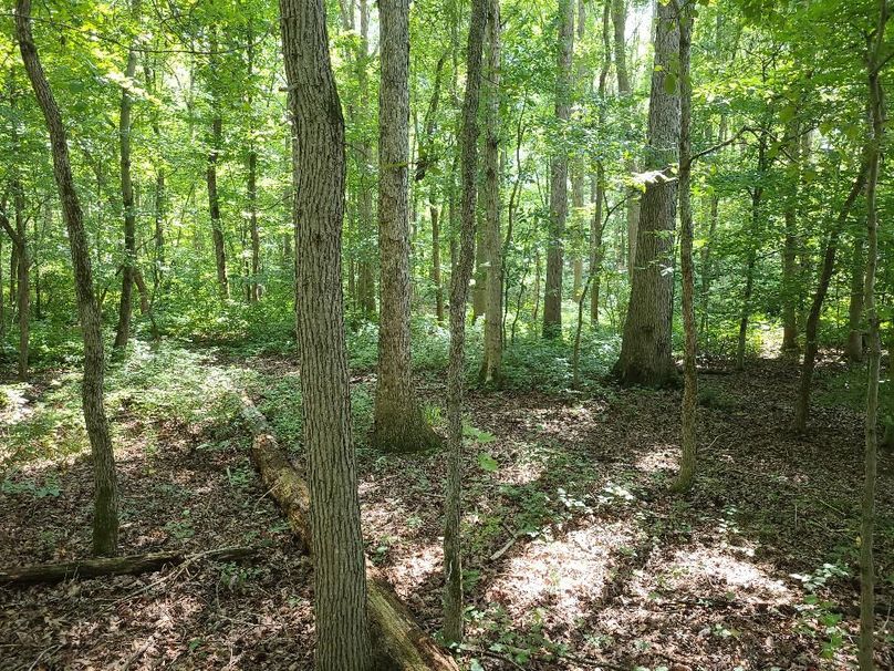 15ac_Ches_MillingtonRd_KENT_004