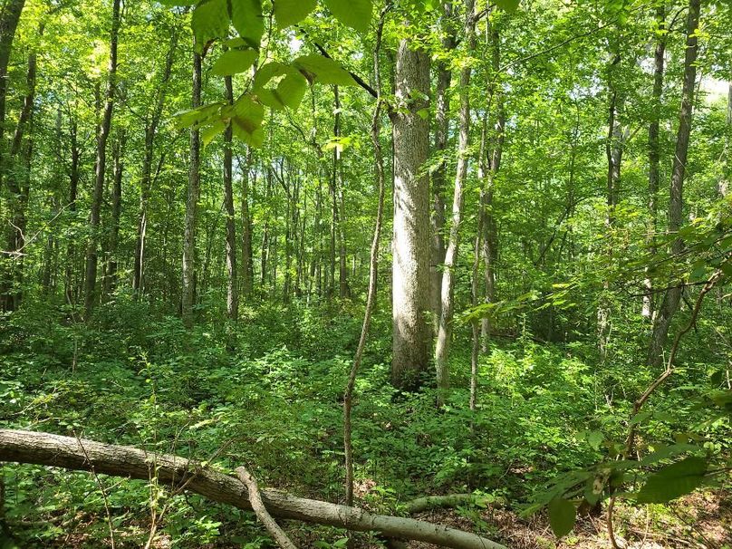 15ac_Ches_MillingtonRd_KENT_005