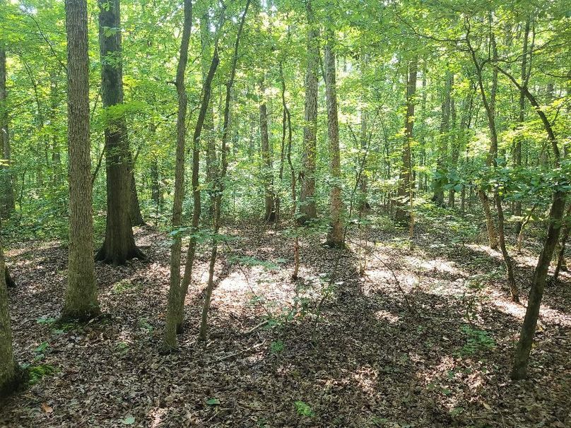 15ac_Ches_MillingtonRd_KENT_002