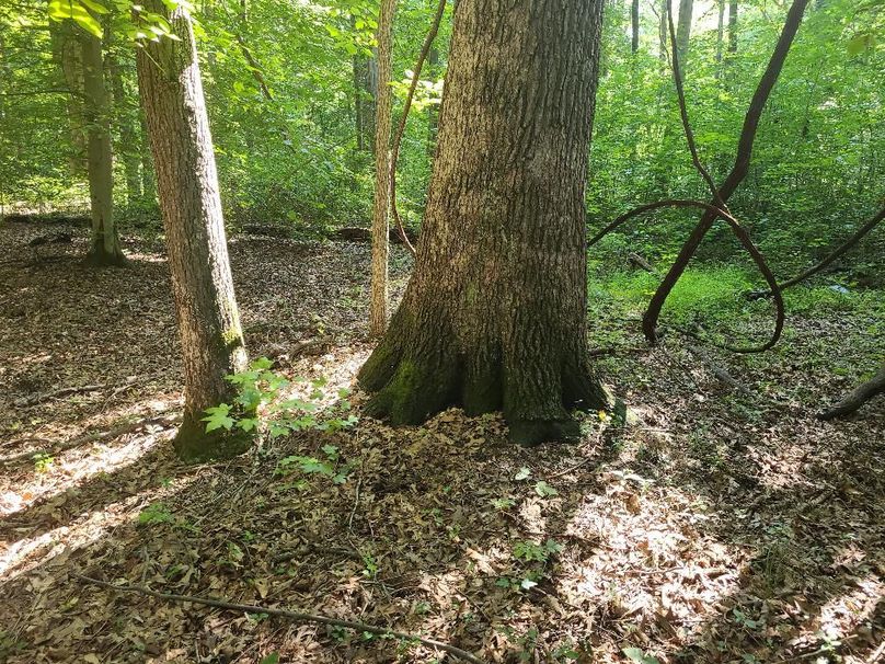 15ac_Ches_MillingtonRd_KENT_011