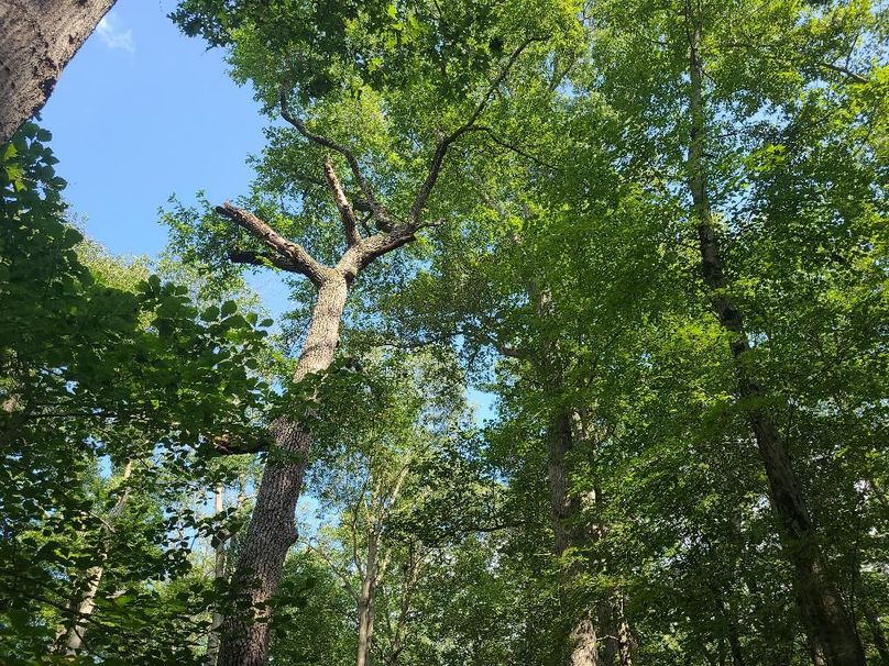 15ac_Ches_MillingtonRd_KENT_008