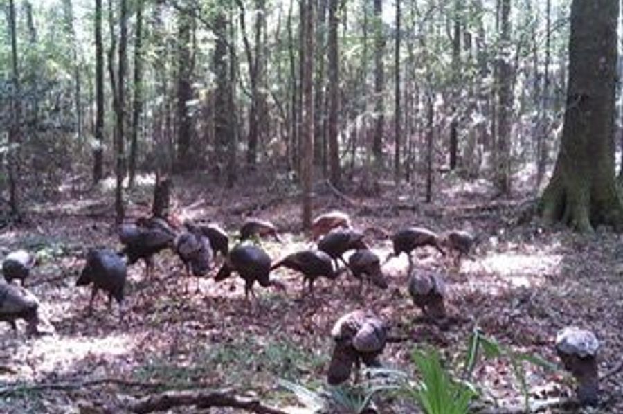 tkys creek