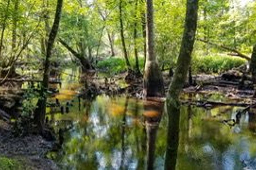 creek1