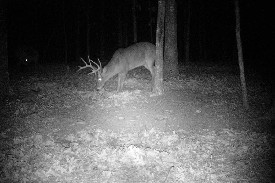 big buck 3