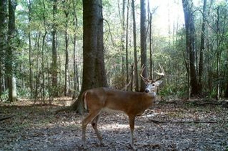 nice buck creek