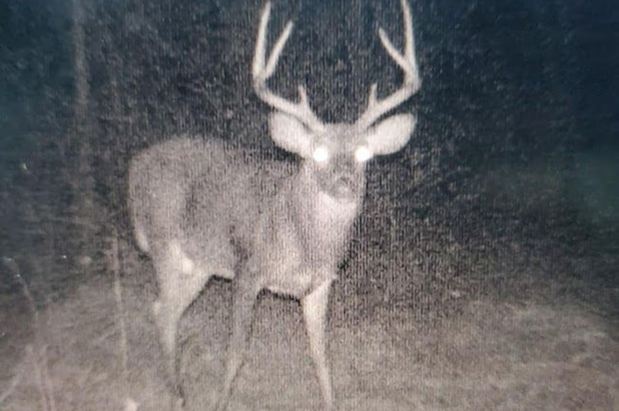 big buck