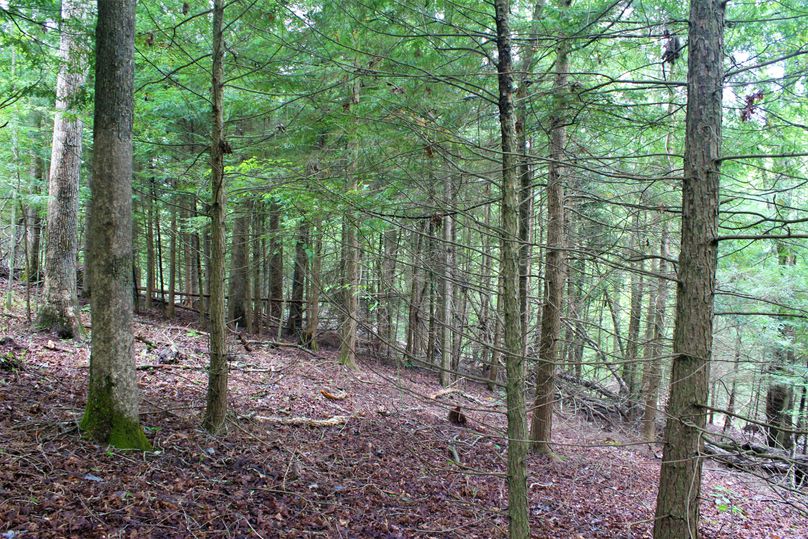005 some of the nice mix of hemlocks at the west edge of the main point