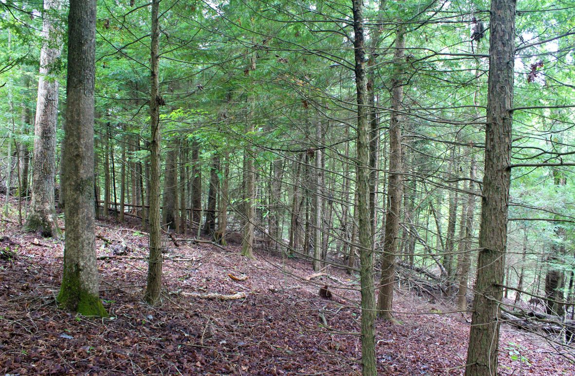 005 some of the nice mix of hemlocks at the west edge of the main point