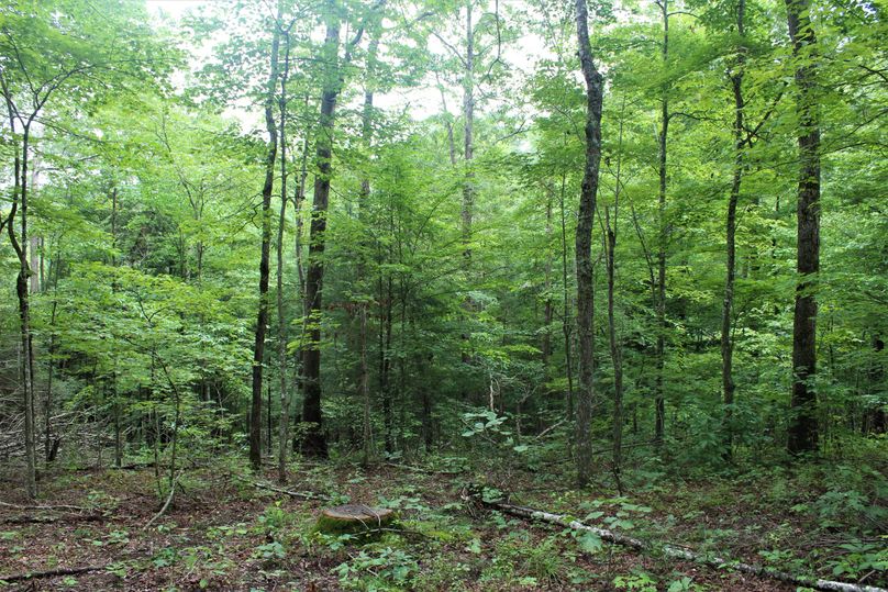 012 natural mix of mid-story forest regeneration