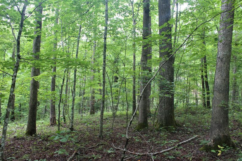 001 open forest area on west facing slope