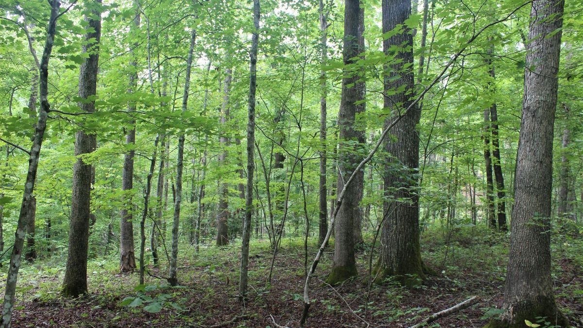 Forested Property Near Daniel Boone National Forest Whitetail Properties