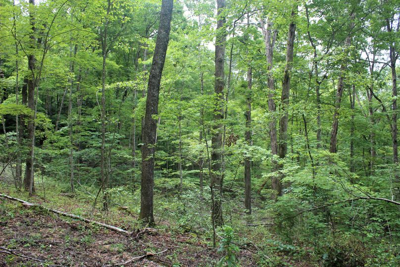 004 forested slope descending off into the southwest portion of the property