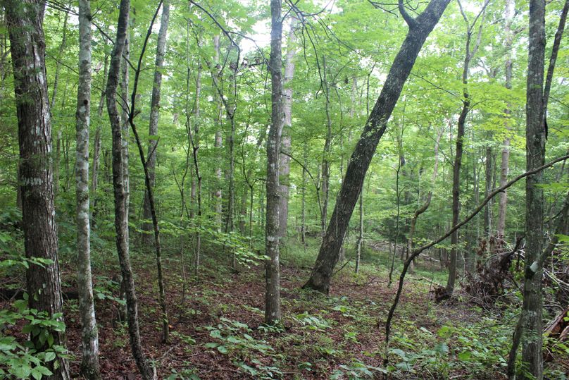 010 big mature forest stand in the eastern portion of the property
