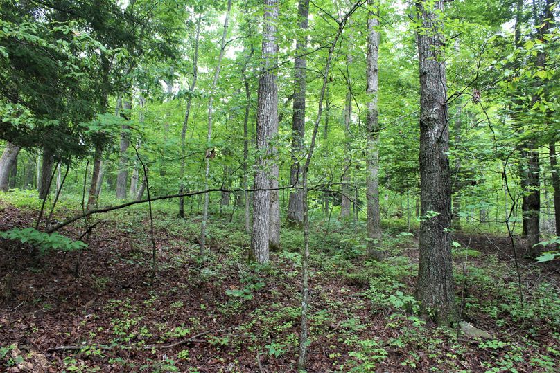 007 open forested area along the upper edge near the road