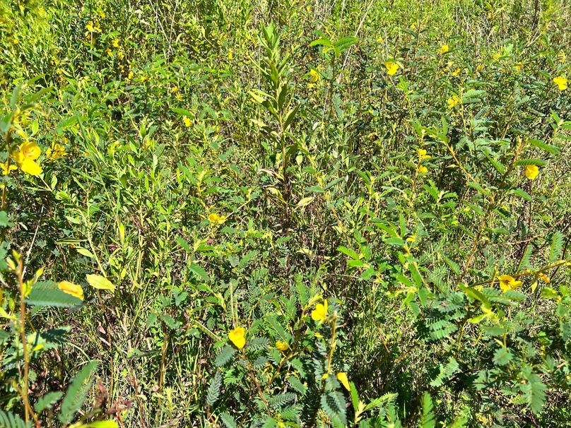 partridge pea