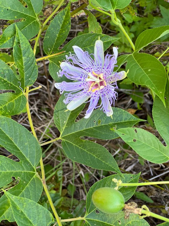 maypop