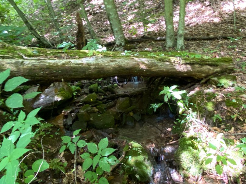 Jackson Co NC 82 Ingram-10