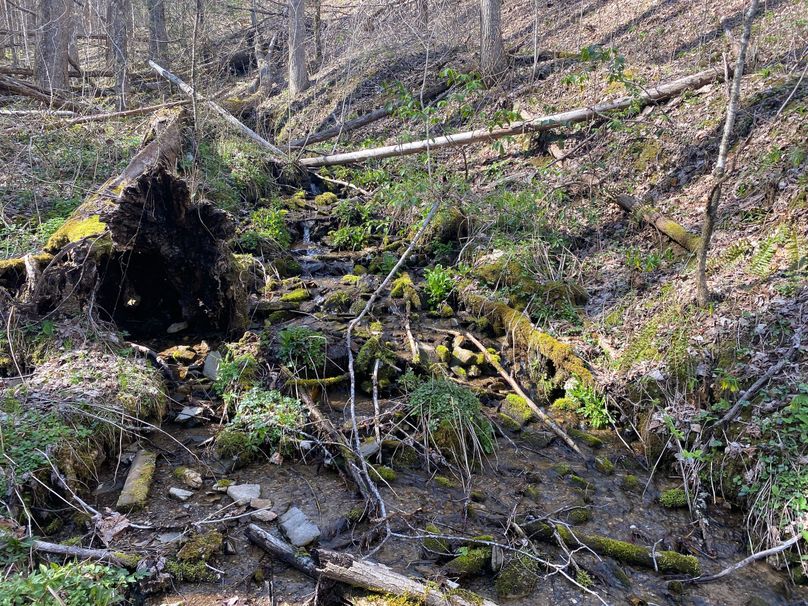 Jackson Co NC 82 Ingram-09